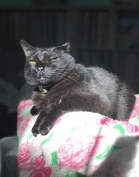 Lost Female Cat last seen Rod Beaudry-River Bend Park, Sacramento, CA 95827