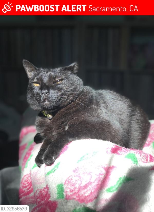 Lost Female Cat last seen Rod Beaudry-River Bend Park, Sacramento, CA 95827