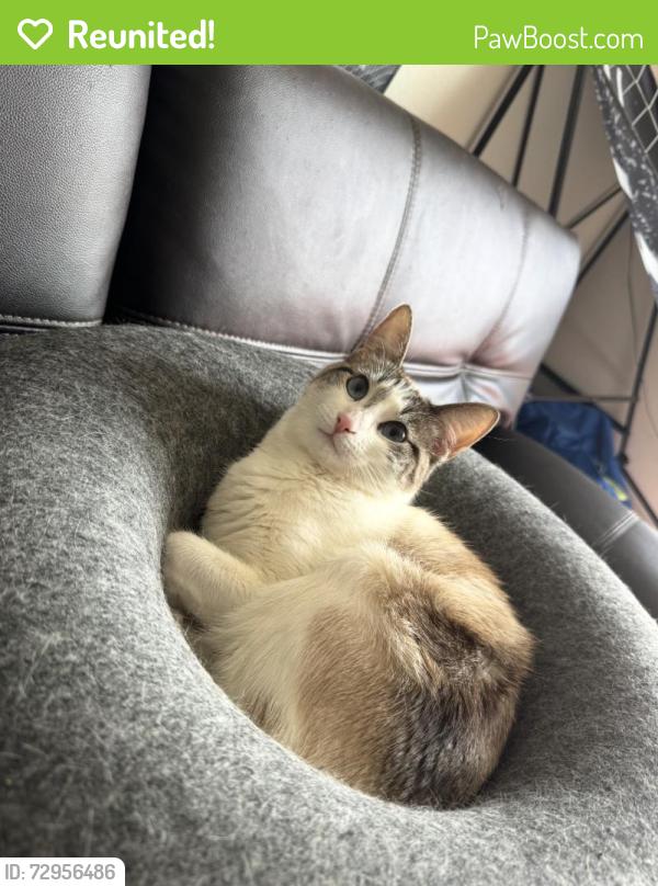 Reunited Female Cat last seen Hancock Drive, Fairfield, CA 94533