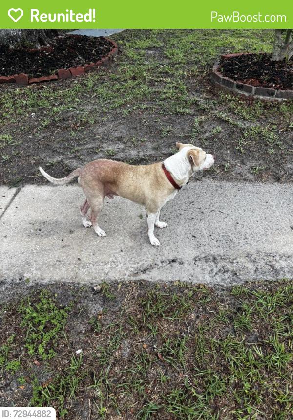 Reunited Male Dog last seen Harlow and blanding, Jacksonville, FL 32210