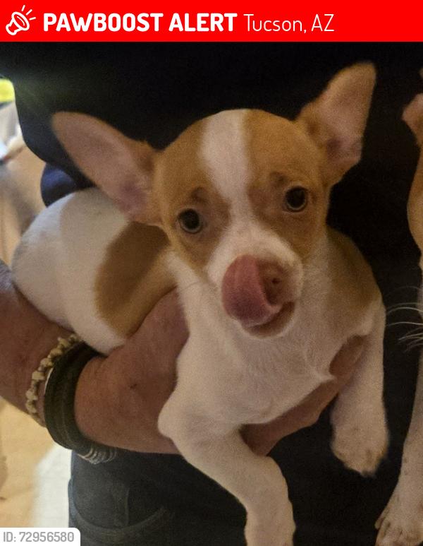 Lost Male Dog last seen Camellia Ct & Floral Way, Tucson, AZ 85730