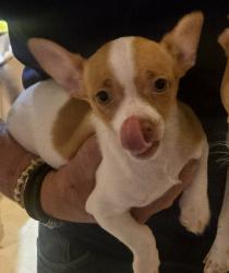 Lost Male Dog last seen Camellia Ct & Floral Way, Tucson, AZ 85730