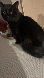Lost Male Cat last seen Carradine and Cedar village lane , Seneca, SC 29678