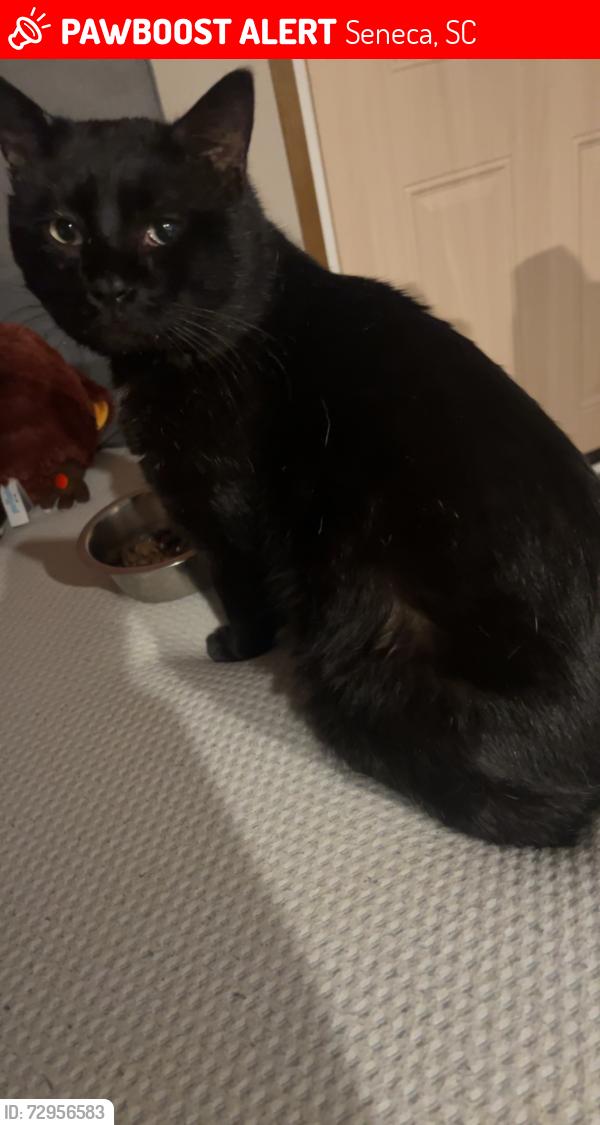 Lost Male Cat last seen Carradine and Cedar village lane , Seneca, SC 29678