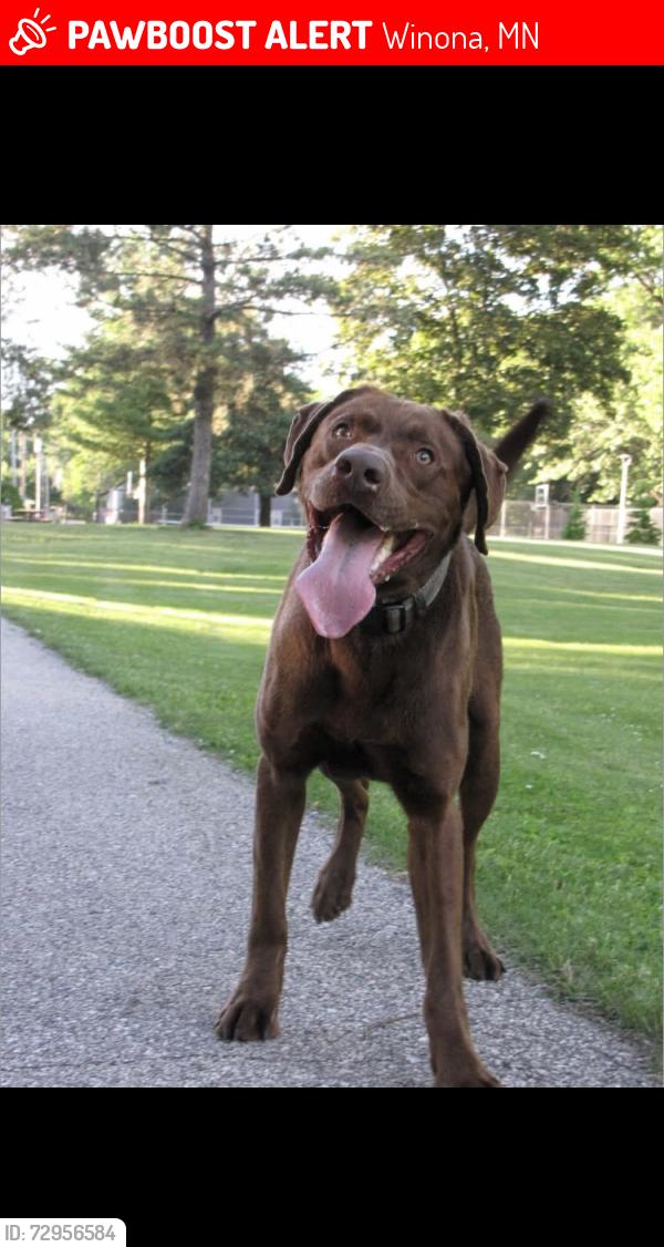 Lost Male Dog last seen Latsch Island, Winona, MN 55987