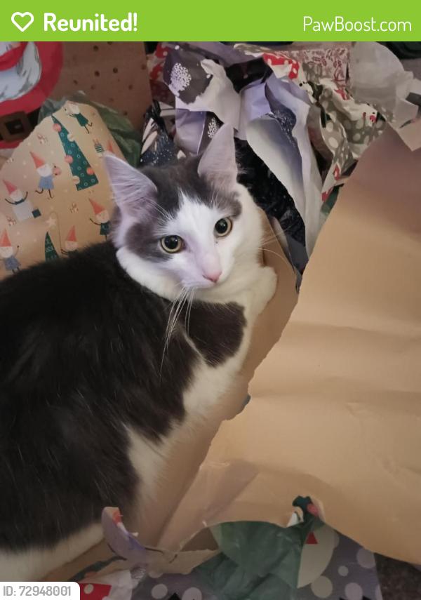 Reunited Male Cat last seen Falconbridge Dr. & Trimble Rd., Joppatowne, MD 21085