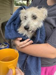Found/Stray Female Dog last seen 11th Street and 22nd Ave N , St. Petersburg, FL 33704