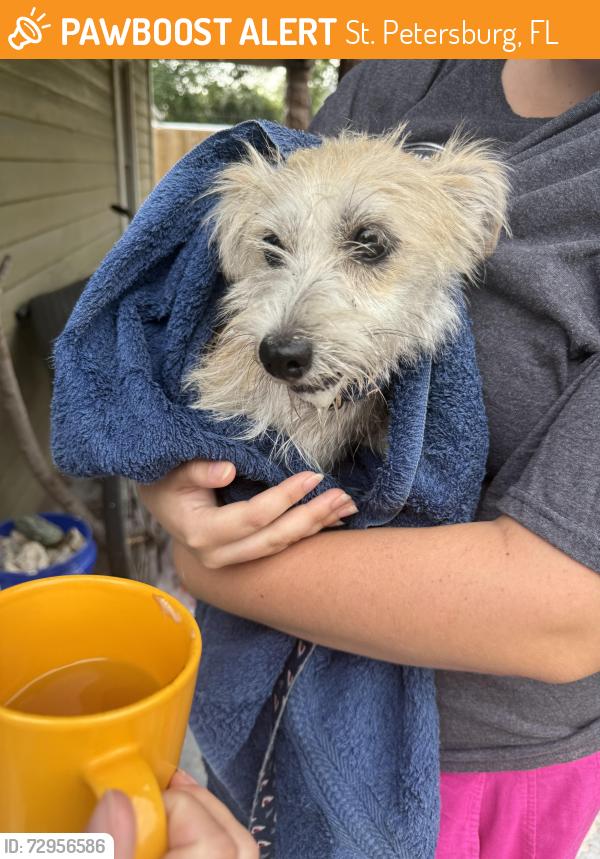 Found/Stray Female Dog last seen 11th Street and 22nd Ave N , St. Petersburg, FL 33704
