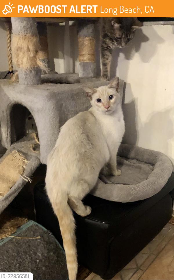 Found/Stray Unknown Cat last seen Gaviota & PCH, Long Beach, CA 90813