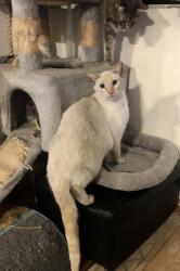 Found/Stray Unknown Cat last seen Gaviota & PCH, Long Beach, CA 90813