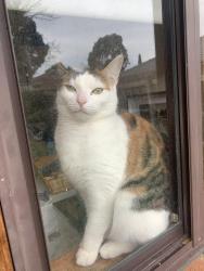 Lost Female Cat last seen Argyle way/ George street  Scoresby , Scoresby, VIC 3179