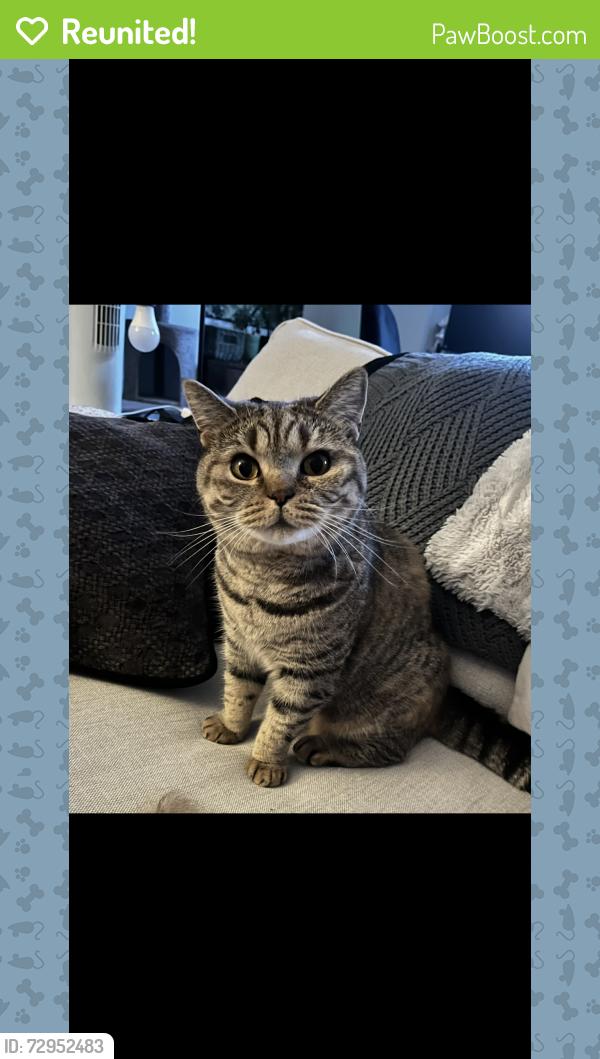 Reunited Female Cat last seen Harrow Road, Westcotes, England 