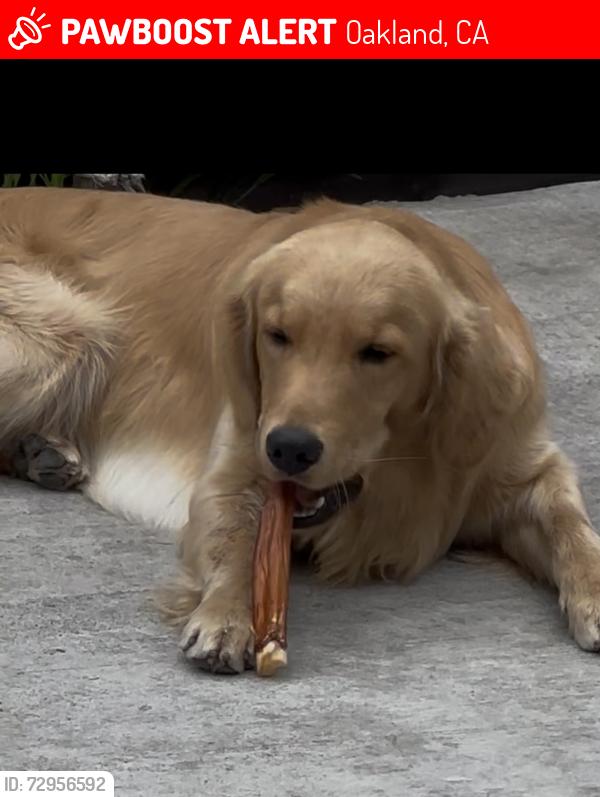 Lost Male Dog last seen 29th St and telegraph , Oakland, CA 94608