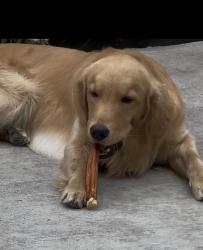 Lost Male Dog last seen 29th St and telegraph , Oakland, CA 94608