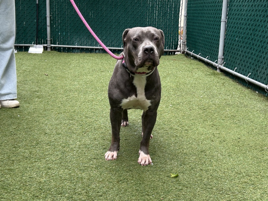 Shelter Stray Female Dog last seen Near Boston Road, BRONX, NY, 10460, New York, NY 10029