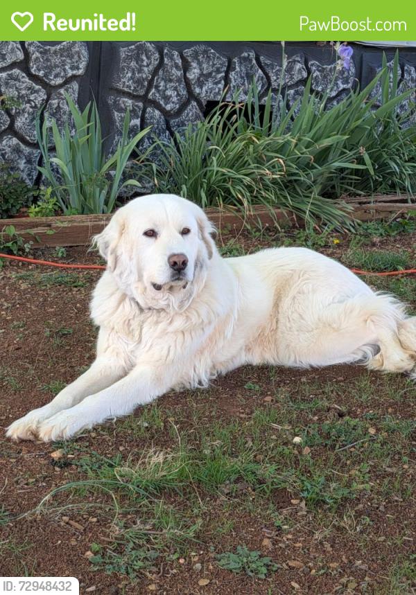 Reunited Female Dog last seen Dandridge Tennessee , Dandridge, TN 37725