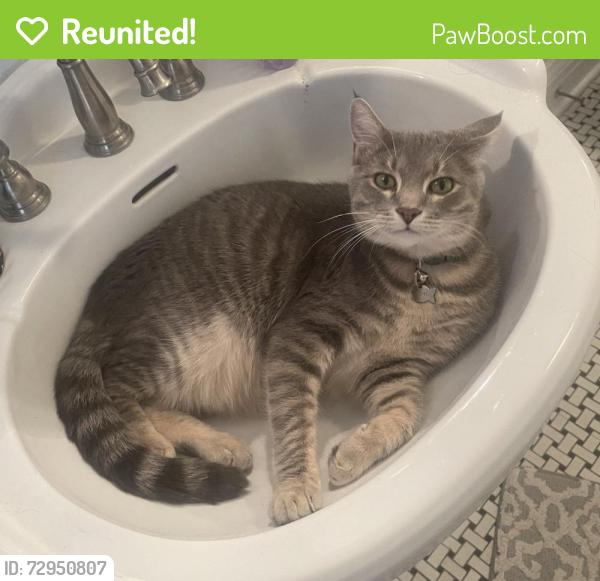 Reunited Male Cat last seen Quaker Valley High School, Leetsdale, PA 15056