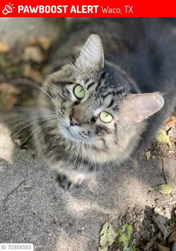 Lost Male Cat last seen Across from BASE, Waco, TX 76710
