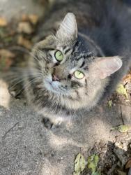 Lost Male Cat last seen Across from BASE, Waco, TX 76710