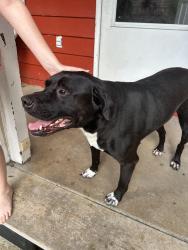 Found/Stray Unknown Dog last seen Near and Meadowcliff Trail , Carrollton, GA 30116