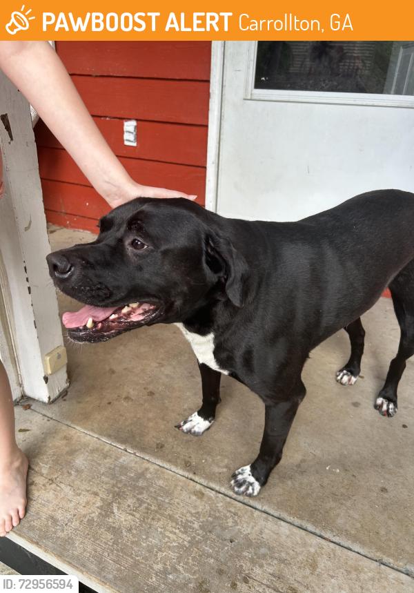 Found/Stray Unknown Dog last seen Near and Meadowcliff Trail , Carrollton, GA 30116
