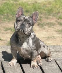 Reunited Female Dog last seen Spring pines way / Fox rd , Raleigh, NC 27616