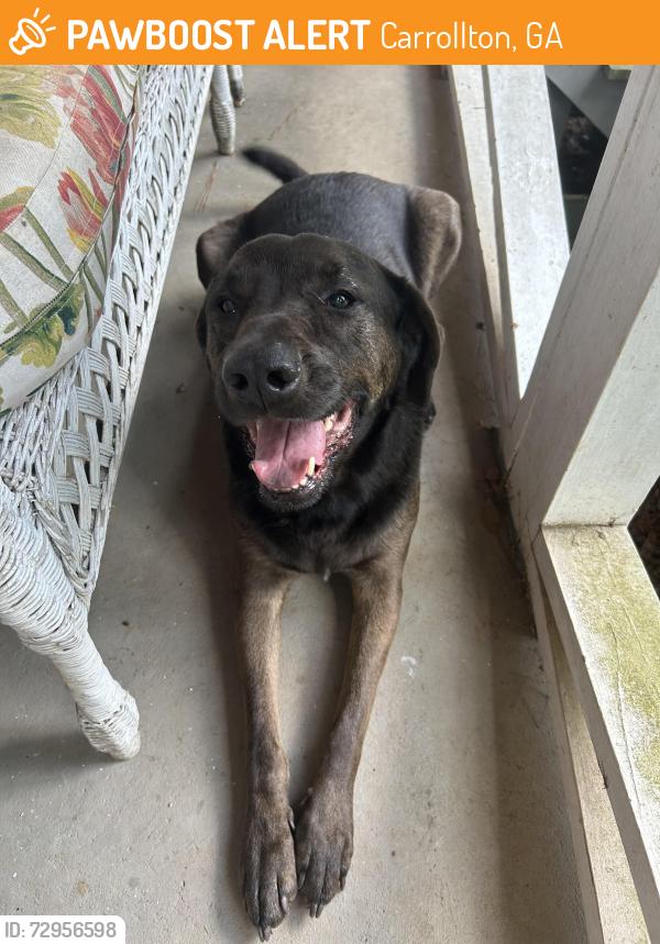 Found/Stray Unknown Dog last seen Near and Meadowcliff Trail, Carrollton, GA 30116