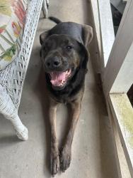 Found/Stray Unknown Dog last seen Near and Meadowcliff Trail, Carrollton, GA 30116