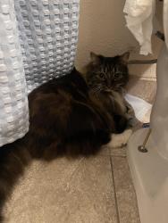 Reunited Unknown Cat last seen 40th between Powell and Francis , Portland, OR 97202