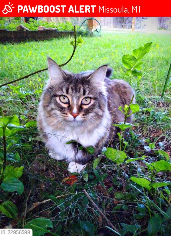Lost Female Cat last seen lower rattlesnake, Missoula, MT 59802