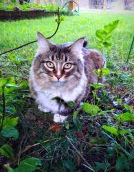 Lost Female Cat last seen lower rattlesnake, Missoula, MT 59802