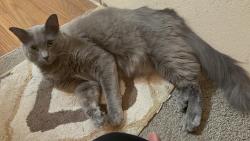 Reunited Female Cat last seen Highline college, Seattle, WA 98198