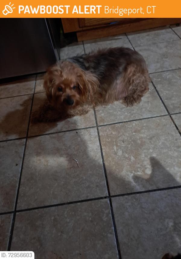Found/Stray Unknown Dog last seen Hastings st, Bridgeport, CT 06610