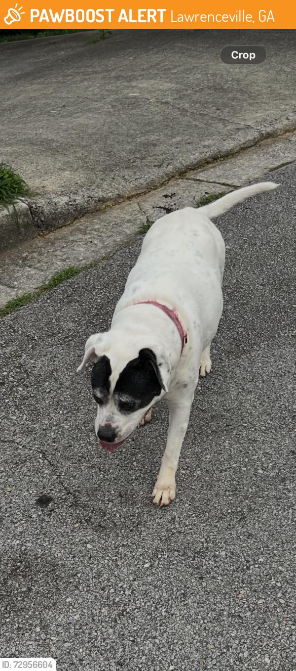 Found/Stray Female Dog last seen Russell road, Lawrenceville, GA 30043