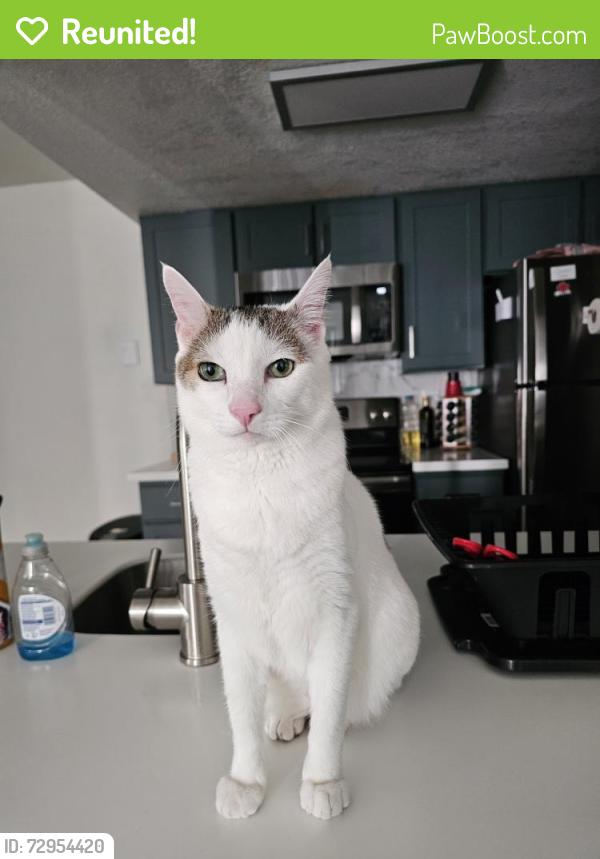 Reunited Male Cat last seen Shannon and Overton, Tucson, AZ 85742