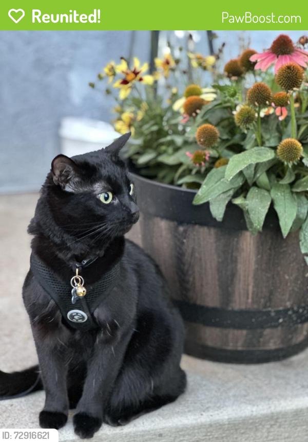 Reunited Female Cat last seen Tiber lane and Tiber ave, Jacksonville, FL 32207