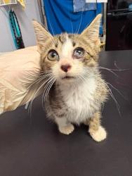 Shelter Stray Male Cat last seen Bexar County, New Braunfels, TX 78130