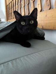 Lost Male Cat last seen Springflower near Houghten, Tucson, AZ 85748