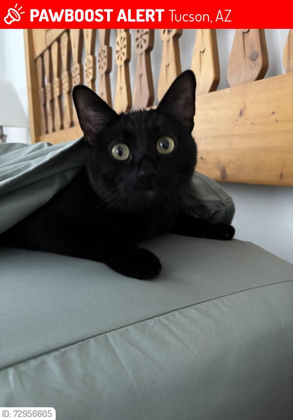Lost Male Cat last seen Springflower near Houghten, Tucson, AZ 85748