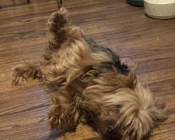 Reunited Male Dog last seen Dalecrest Dr and Valeview ln , Charlotte, NC 28269