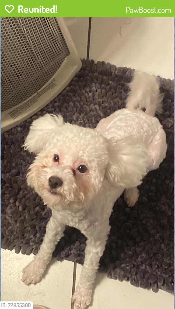 Reunited Male Dog last seen 24th N Grand by Thai Diamond, Amarillo, TX 79107