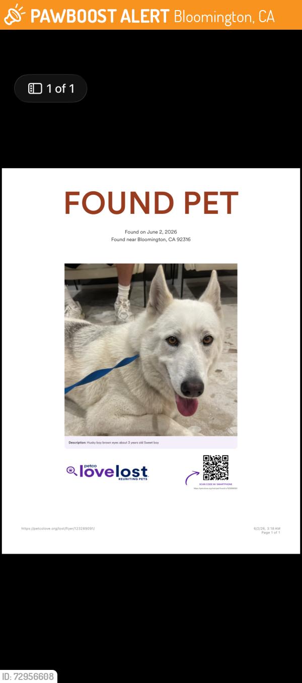 Found/Stray Male Dog last seen Near Bloomington Ave Bloomington, CA  92316 United States, Bloomington, CA 92316