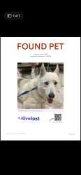 Found/Stray Male Dog last seen Near Bloomington Ave Bloomington, CA  92316 United States, Bloomington, CA 92316