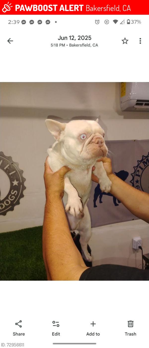 Lost Male Dog last seen Ackers, Bakersfield, CA 93309