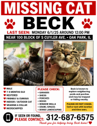 Reunited Male Cat last seen Cuyler and Pleasant, Oak Park, IL 60302