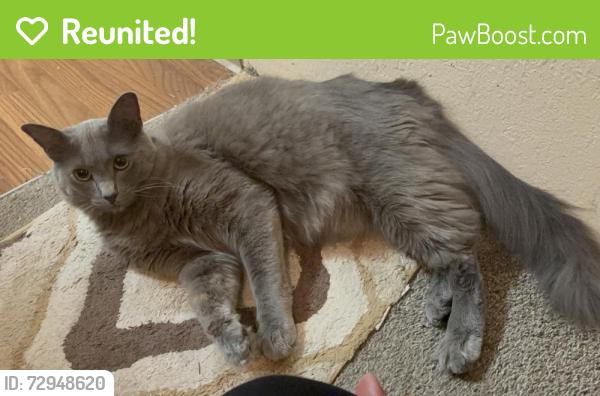 Reunited Female Cat last seen Highline college, Seattle, WA 98198