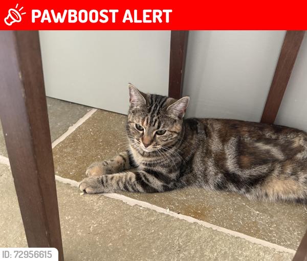 Lost Female Cat last seen At home in Staines, Staines-upon-Thames, England TW18 1DH