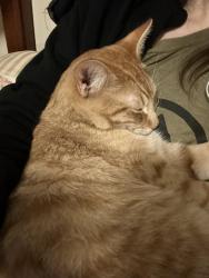 Reunited Male Cat last seen Davana Road and Murietta Ave , Los Angeles, CA 91423