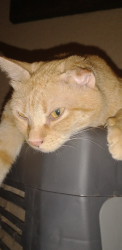Lost Female Cat last seen Santa Margarita and Del Rey, Las Vegas, NV 89146