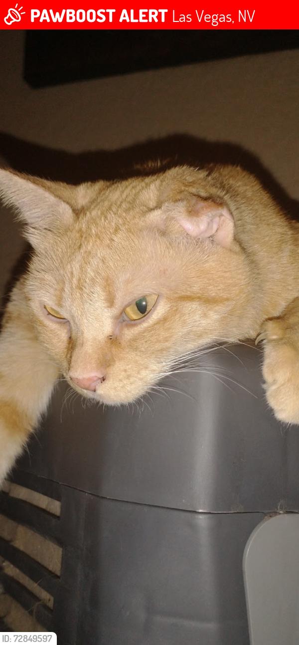 Lost Female Cat last seen Santa Margarita and Del Rey, Las Vegas, NV 89146